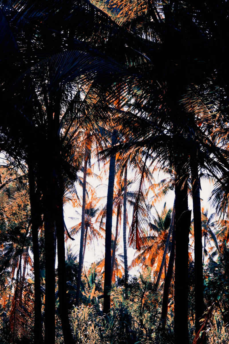 Wall Poster - Autumn Forest in Bali