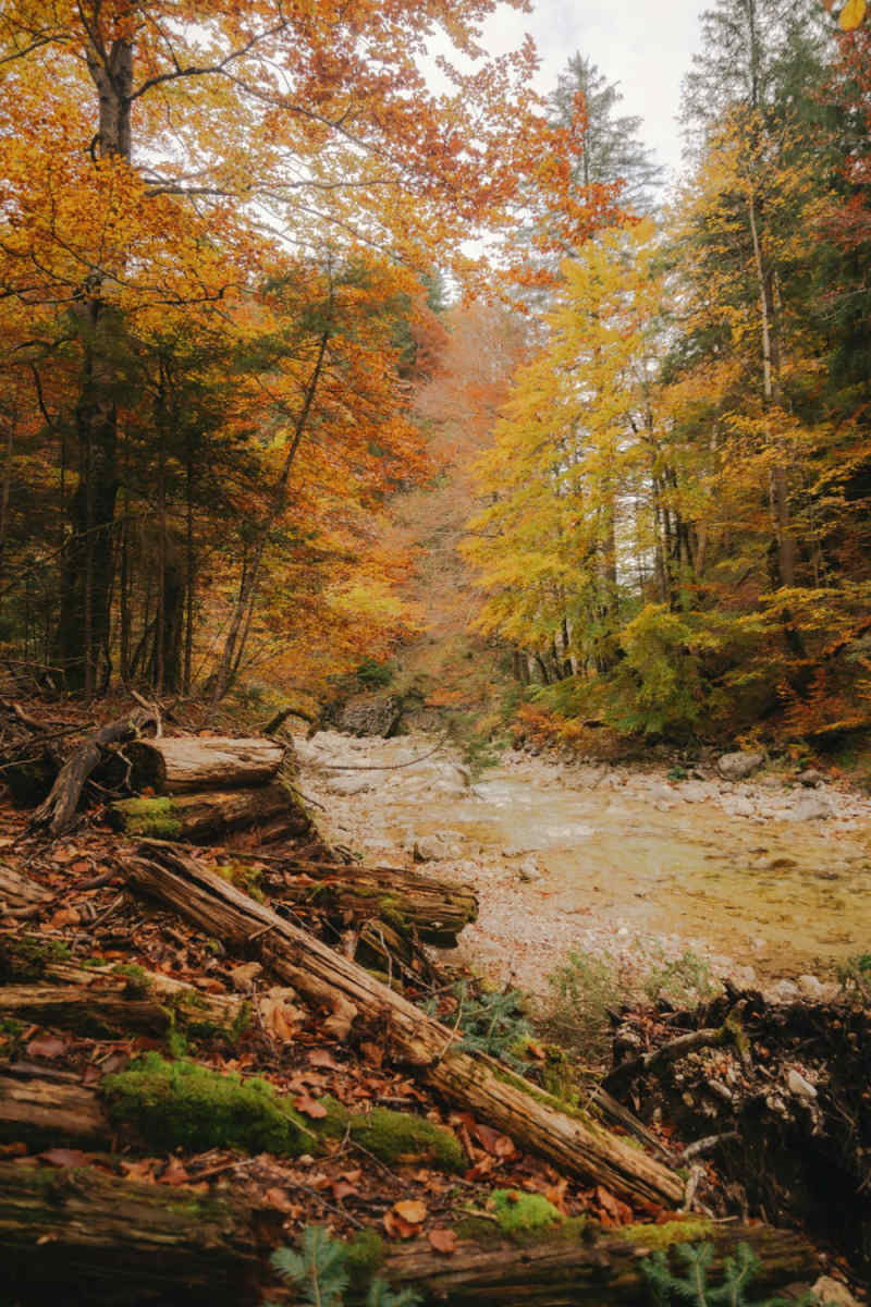 Wall Poster - Autumn Forest in Bavaria