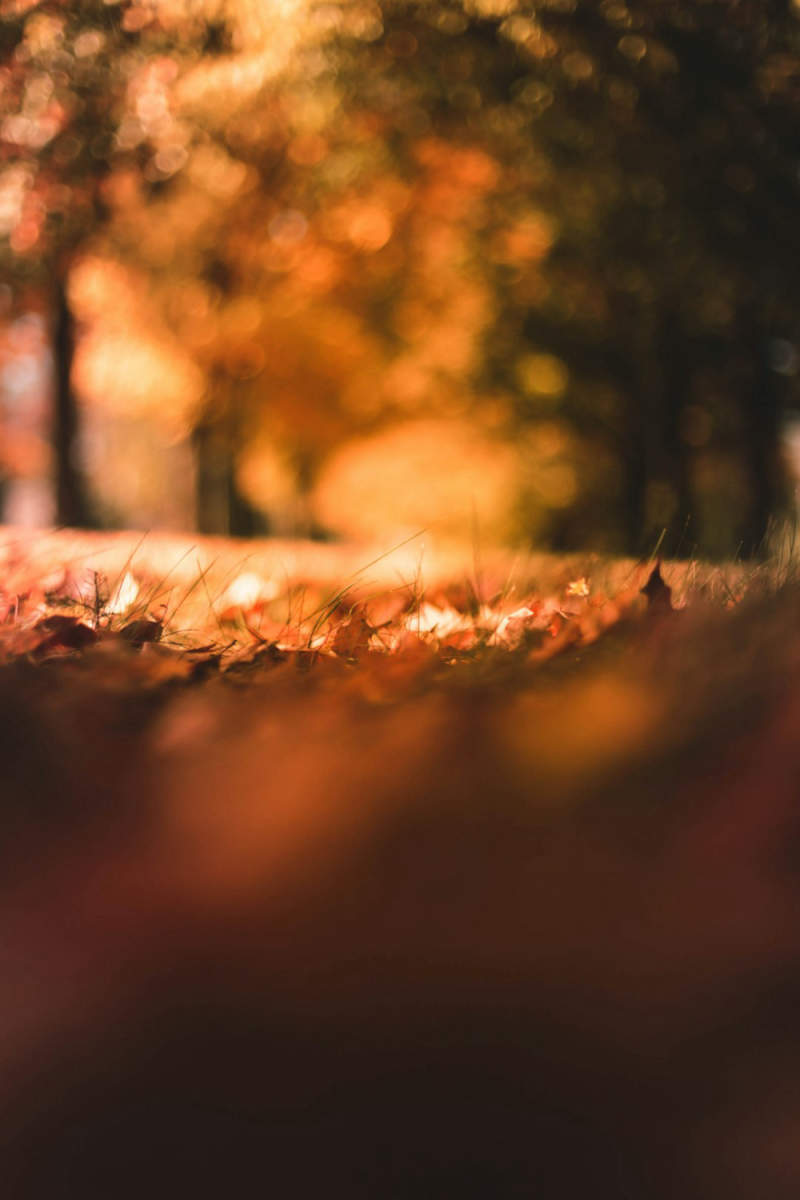 Wall Poster - Autumn Forest in Burgundy