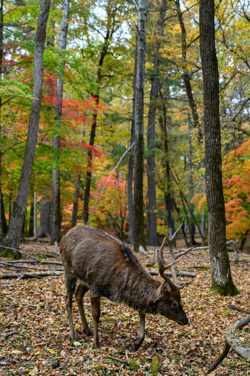 Wall Poster - Autumn Forest in China