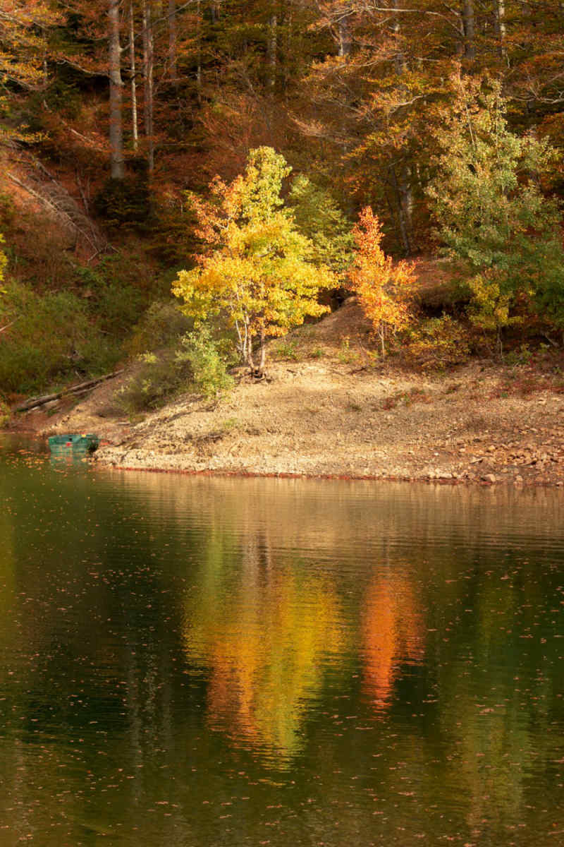Wall Poster - Autumn Forest in Croatia