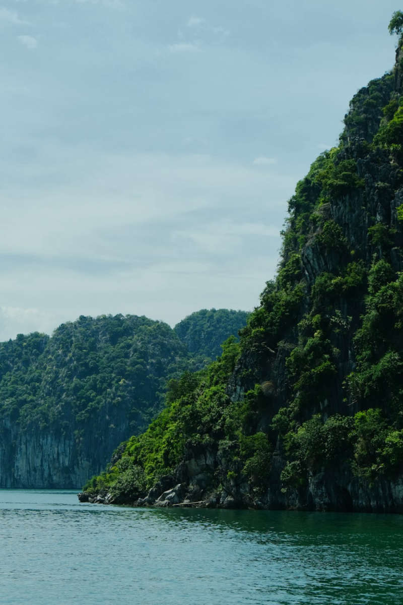 Wall Poster - Autumn Forest in Halong Bay