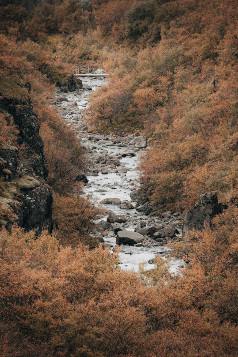 Wall Poster - Autumn Forest in Iceland