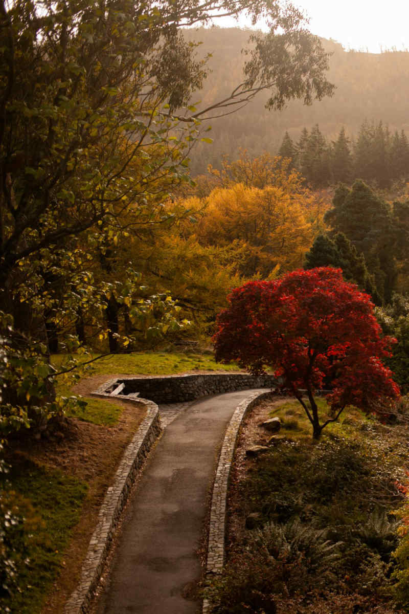Wall Poster - Autumn Forest in Ireland