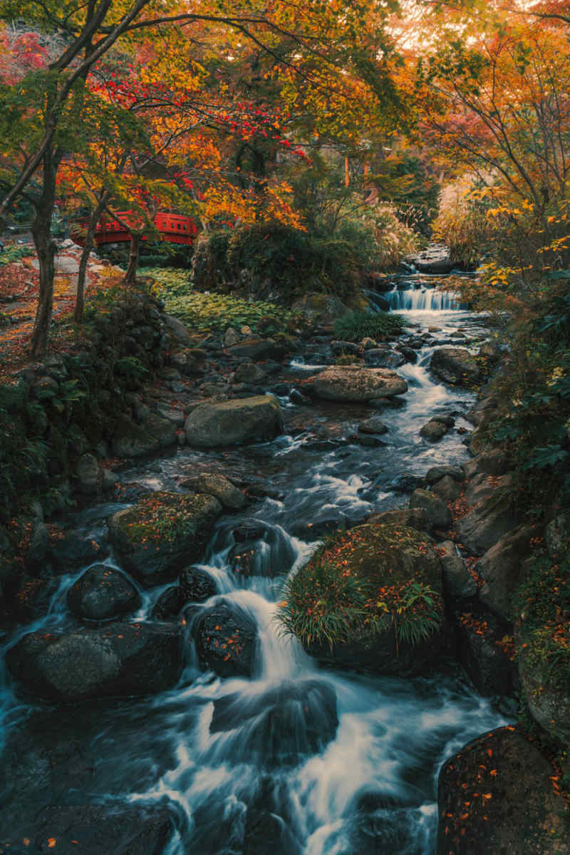 Wall Poster - Autumn Forest in Japan