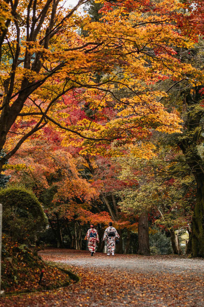 Wall Poster - Autumn Forest in Kyoto