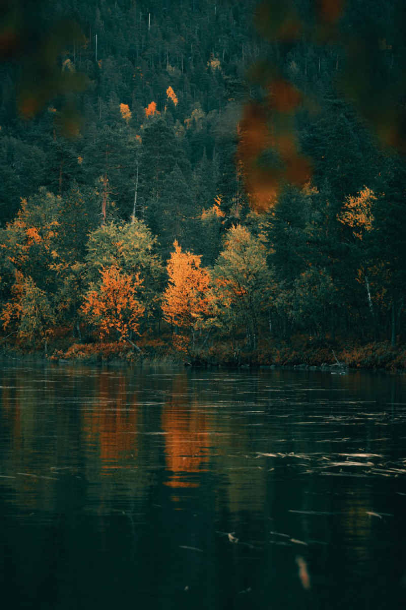 Wall Poster - Autumn Forest in Lapland