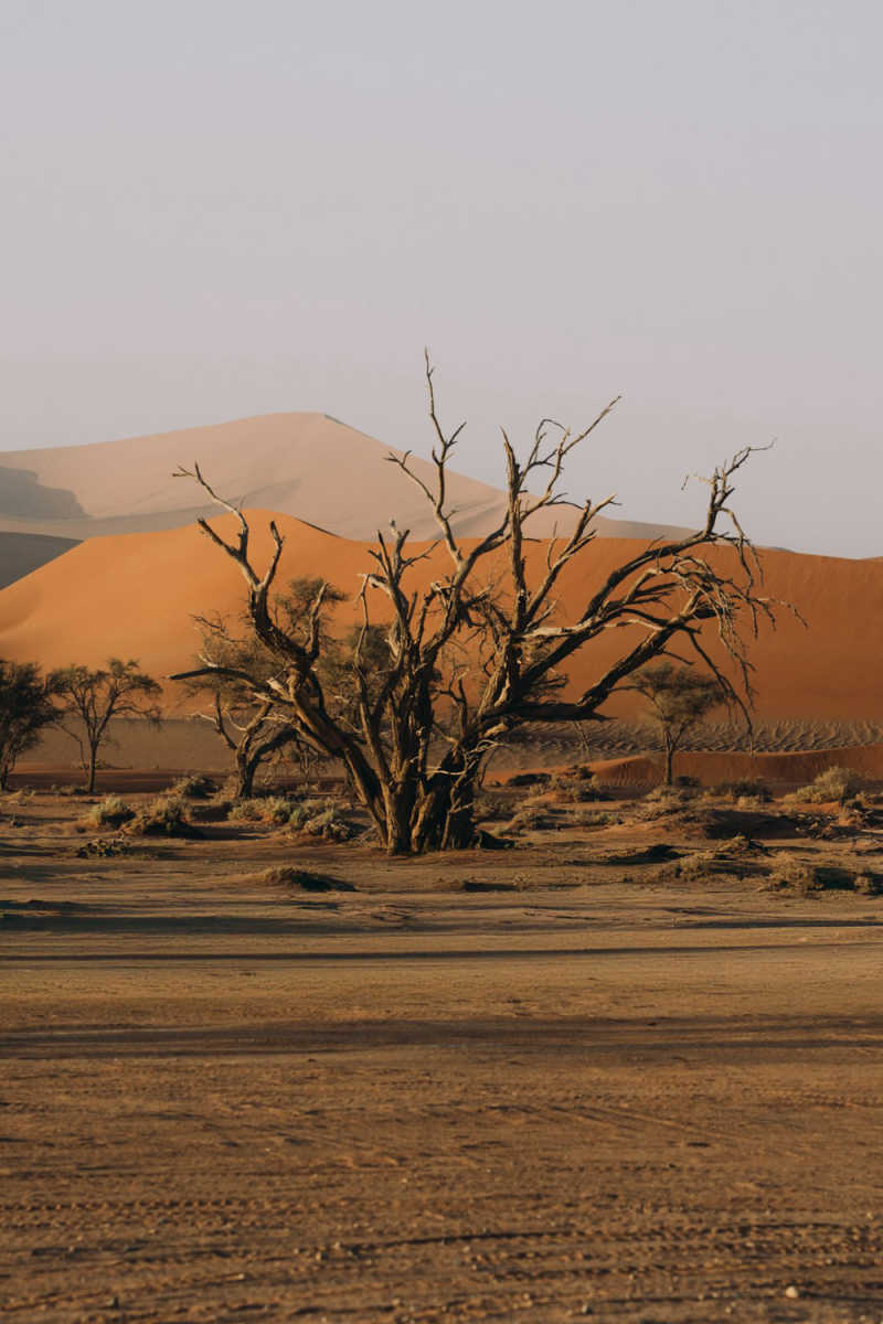 Wall Poster - Autumn Forest in Namibia
