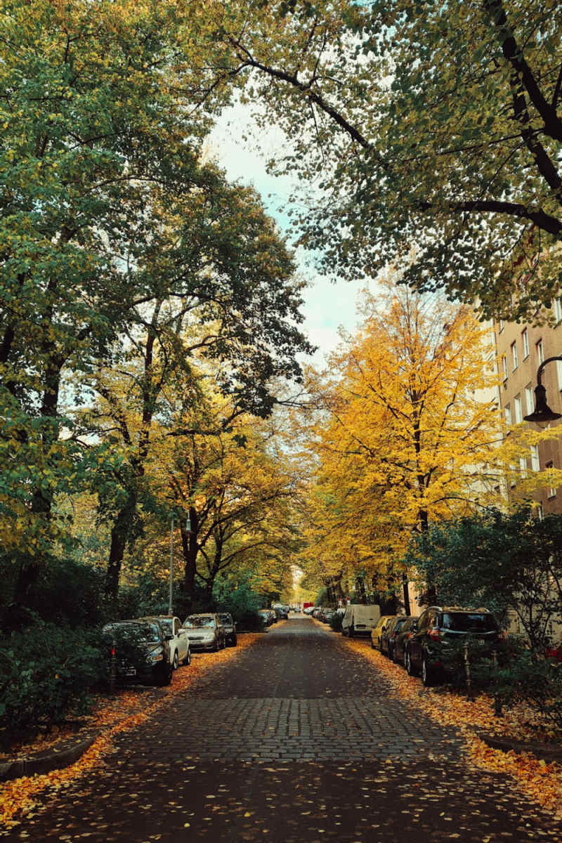 Wall Poster - Autumn Forest in New York