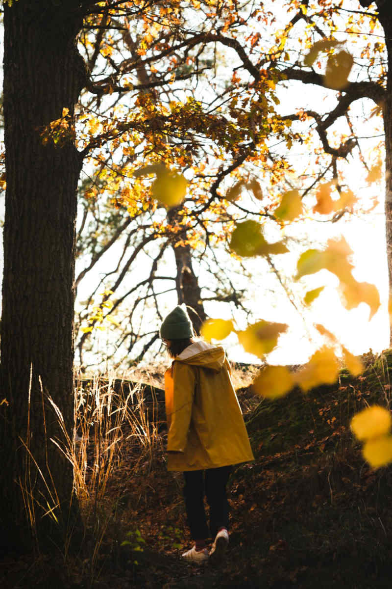 Wall Poster - Autumn Forest in Norway
