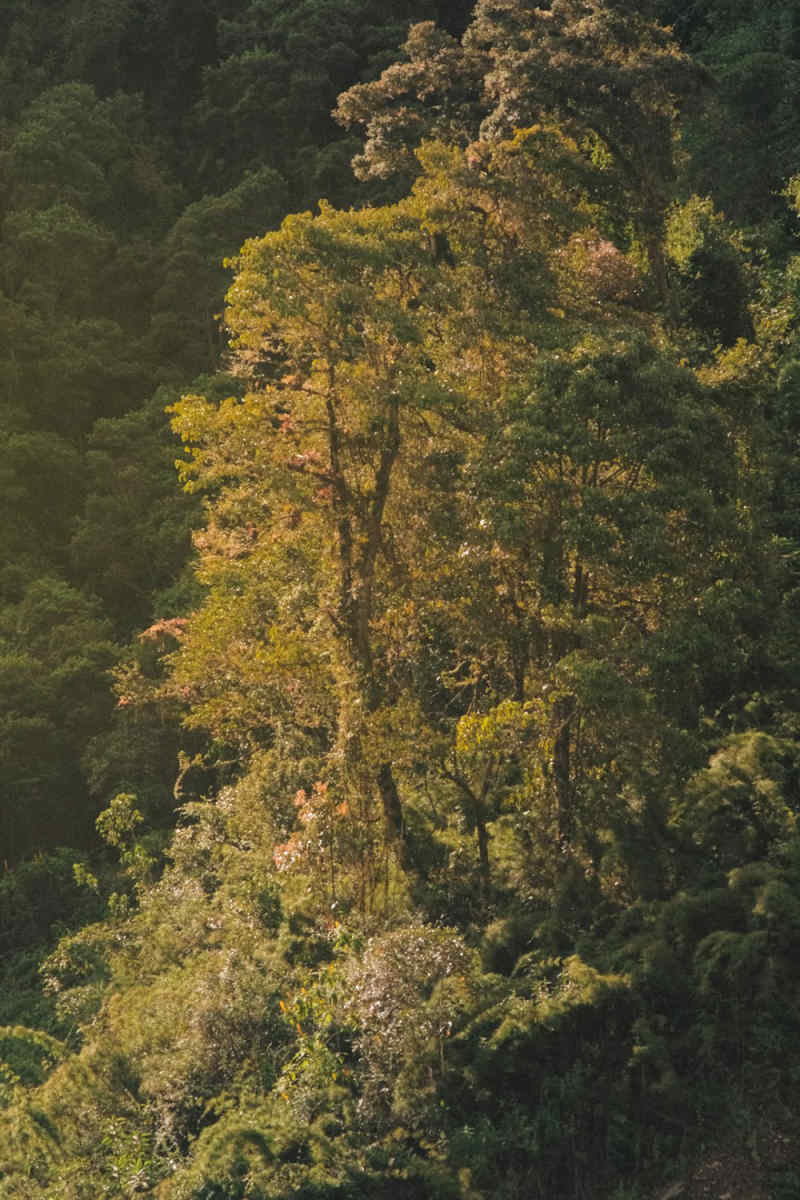 Wall Poster - Autumn Forest in Peru