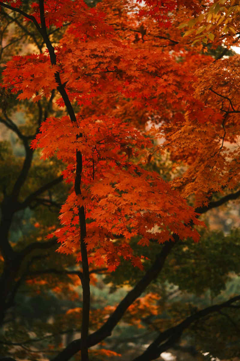 Wall Poster - Autumn Forest in South Korea