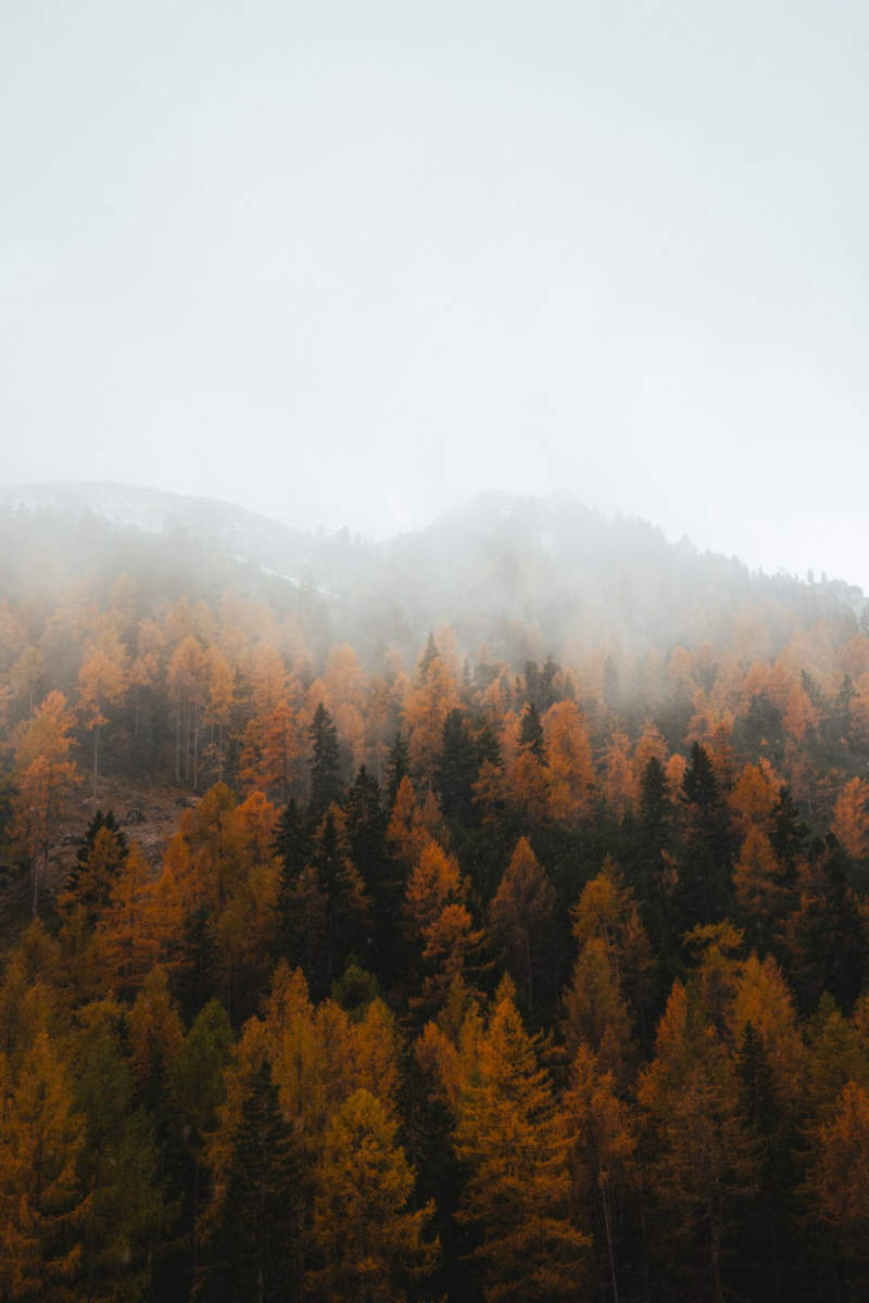 Wall Poster - Autumn Forest in the Austrian Alps