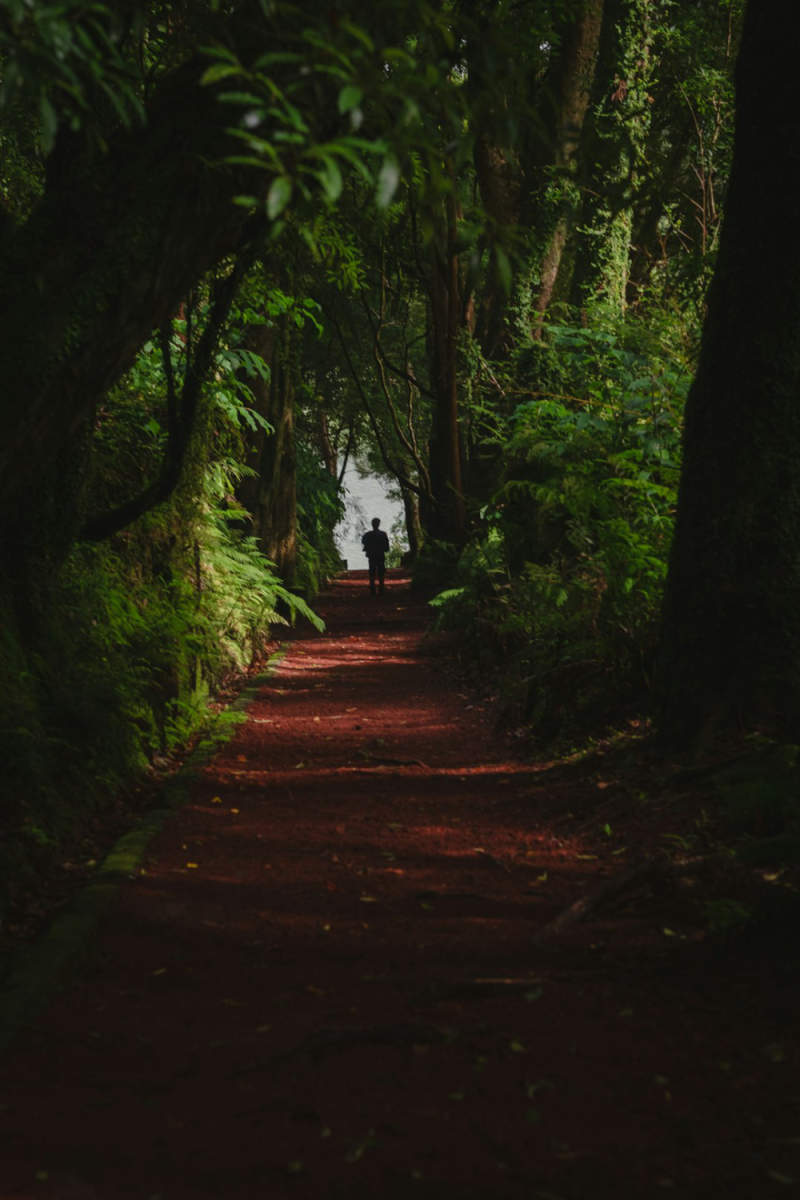 Wall Poster - Autumn Forest in the Azores