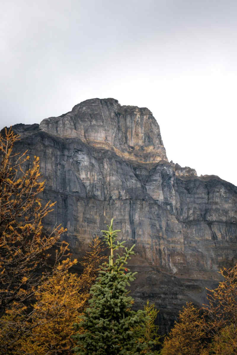 Wall Poster - Autumn Forest in the Canadian Rockies