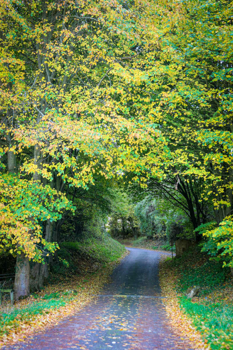 Wall Poster - Autumn Forest in the Cotswolds