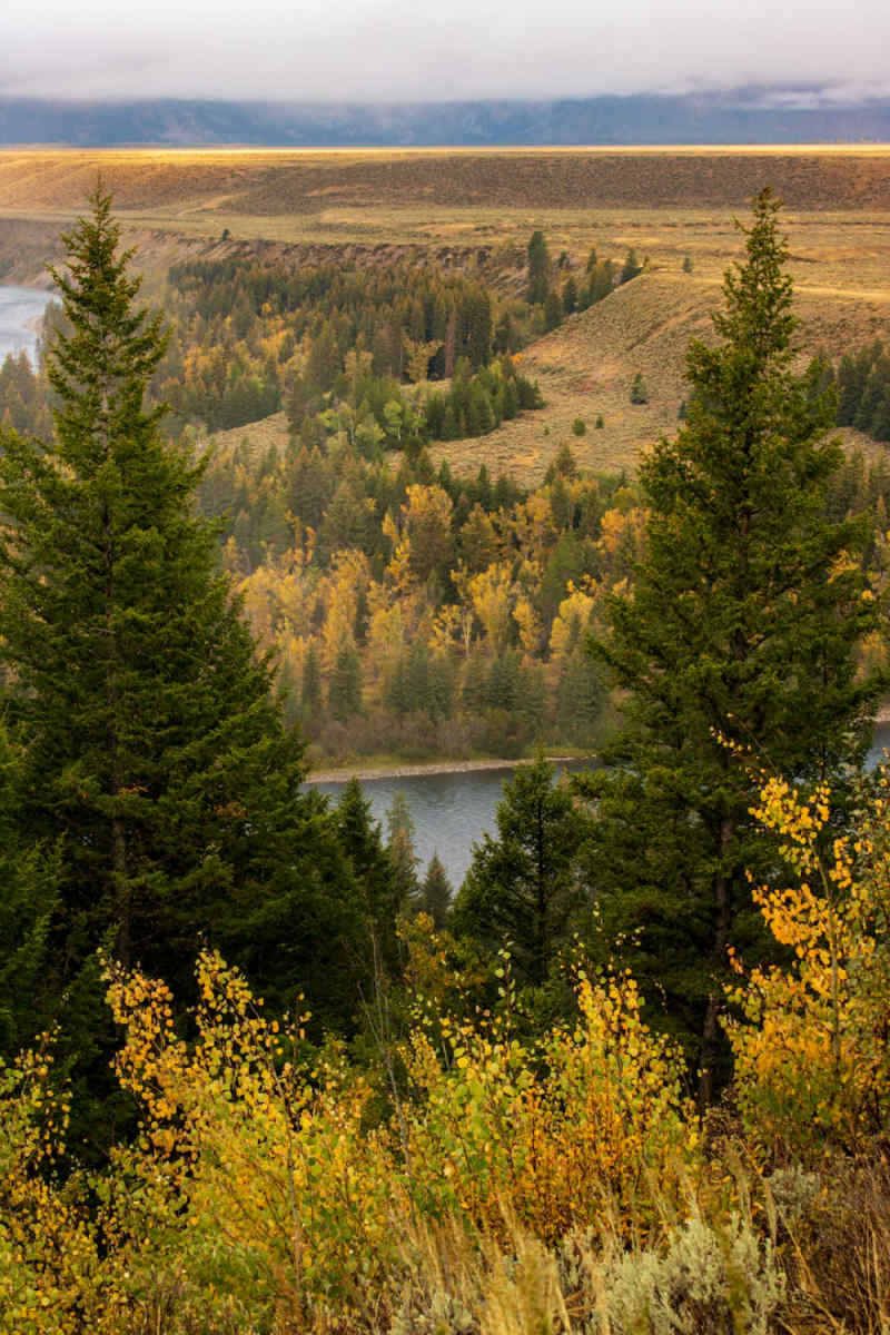 Wall Poster - Autumn Forest in the Grand Tetons
