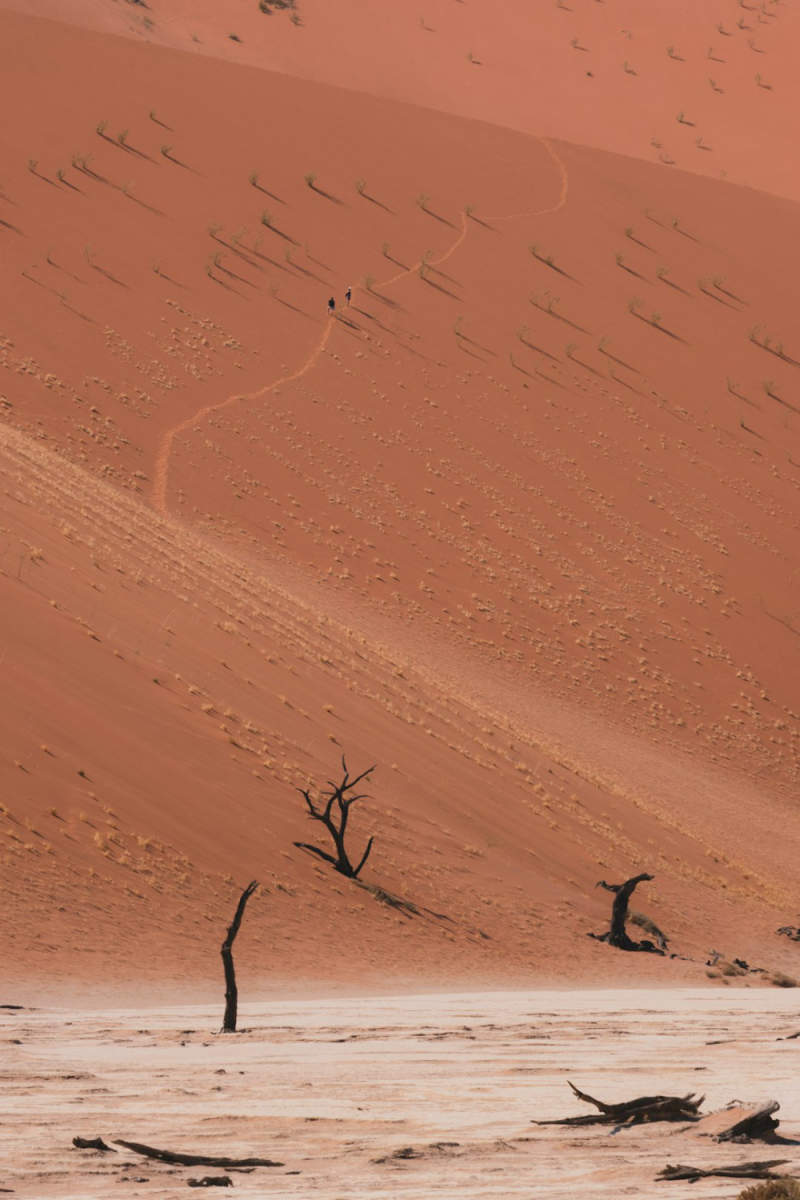 Wall Poster - Autumn Forest in the Namib Desert