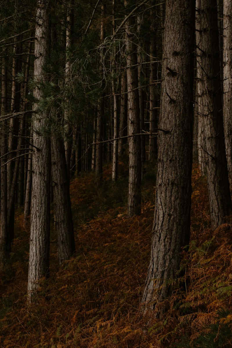 Wall Poster - Autumn Forest in Wales