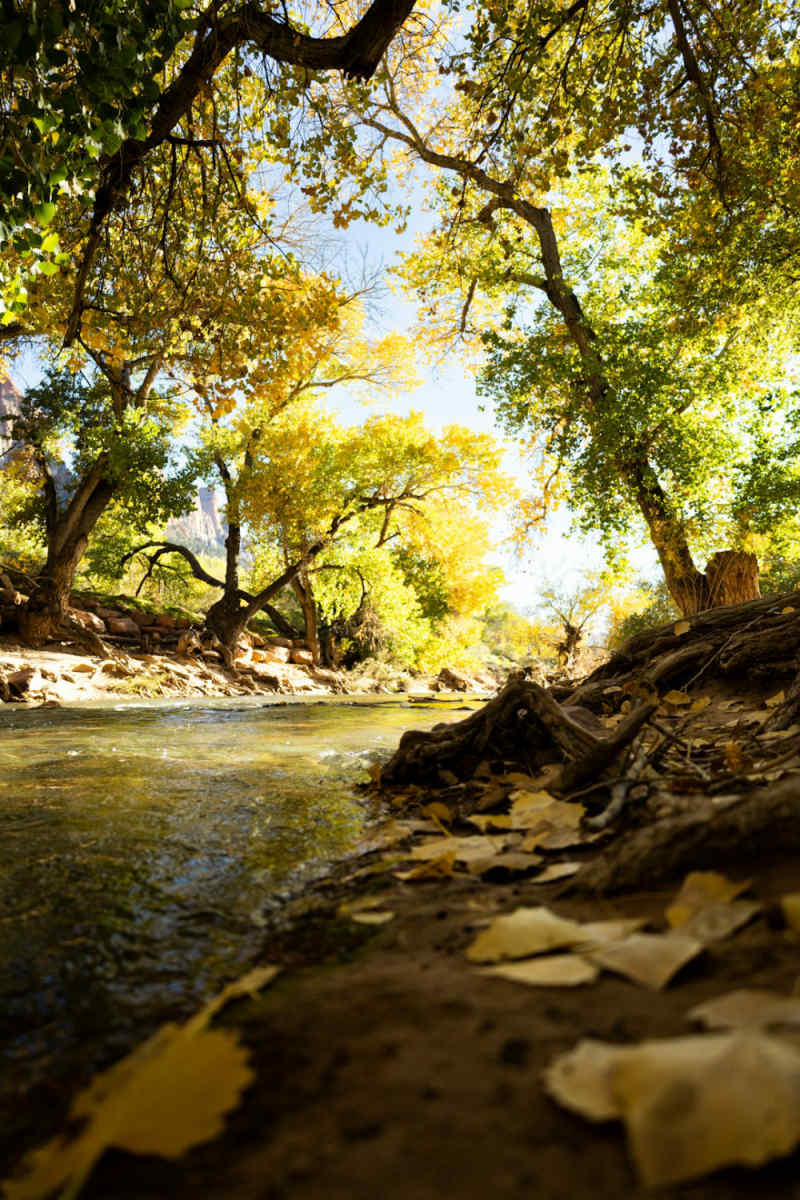 Wall Poster - Autumn Forest in Zion National Park