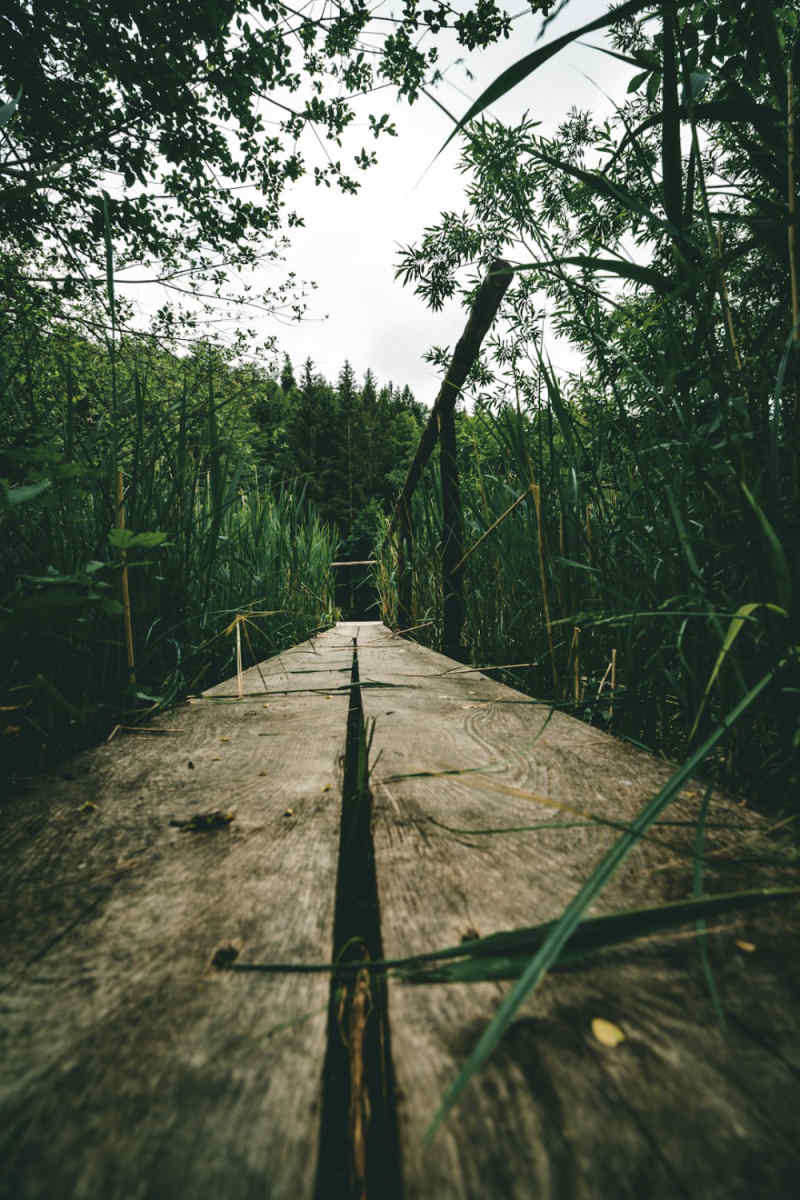 Wall Poster - Bamboo Forest in Bavaria