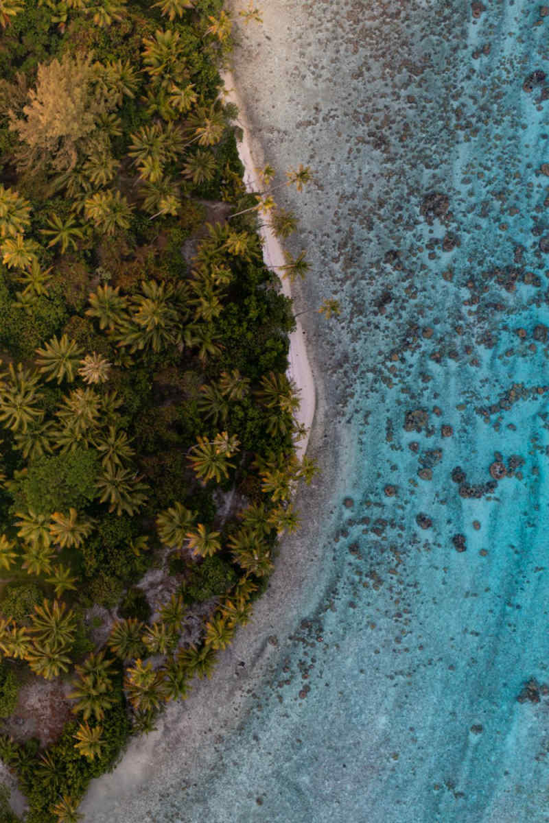 Wall Poster - Bamboo Forest in Bora Bora