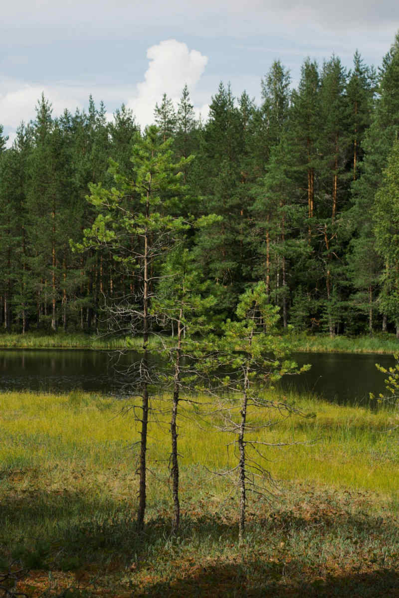 Wall Poster - Bamboo Forest in Finland