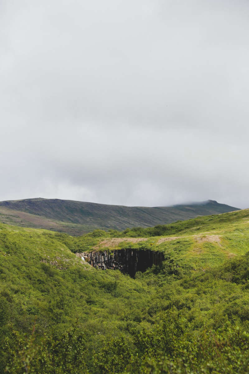Wall Poster - Bamboo Forest in Iceland