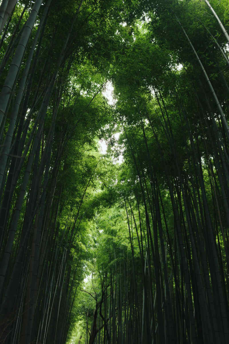 Wall Poster - Bamboo Forest in Japan