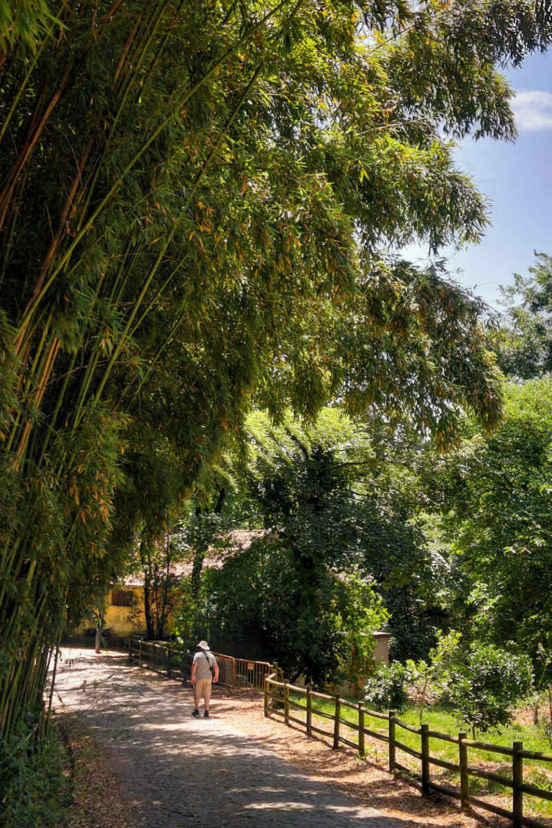 Wall Poster - Bamboo Forest in Portugal