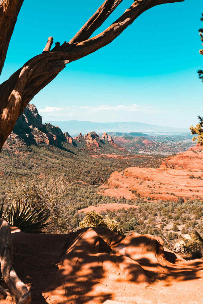 Wall Poster - Bamboo Forest in Sedona