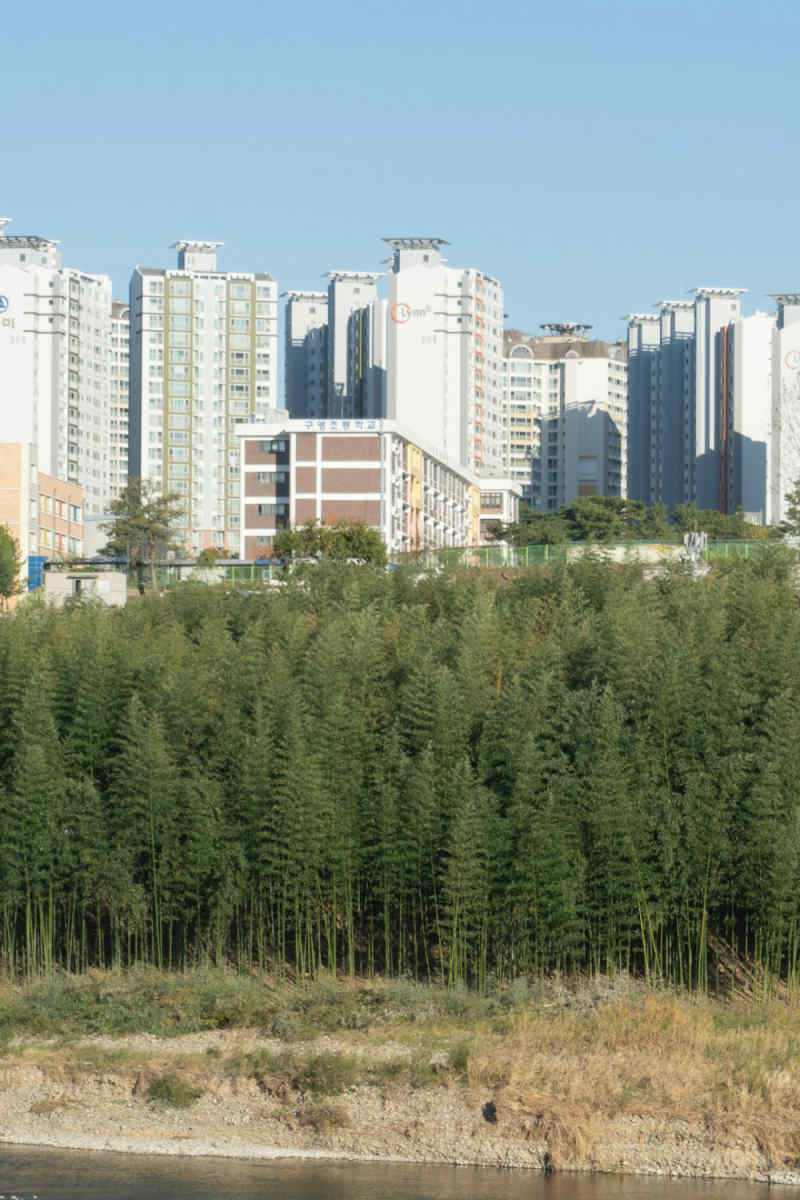Wall Poster - Bamboo Forest in South Korea