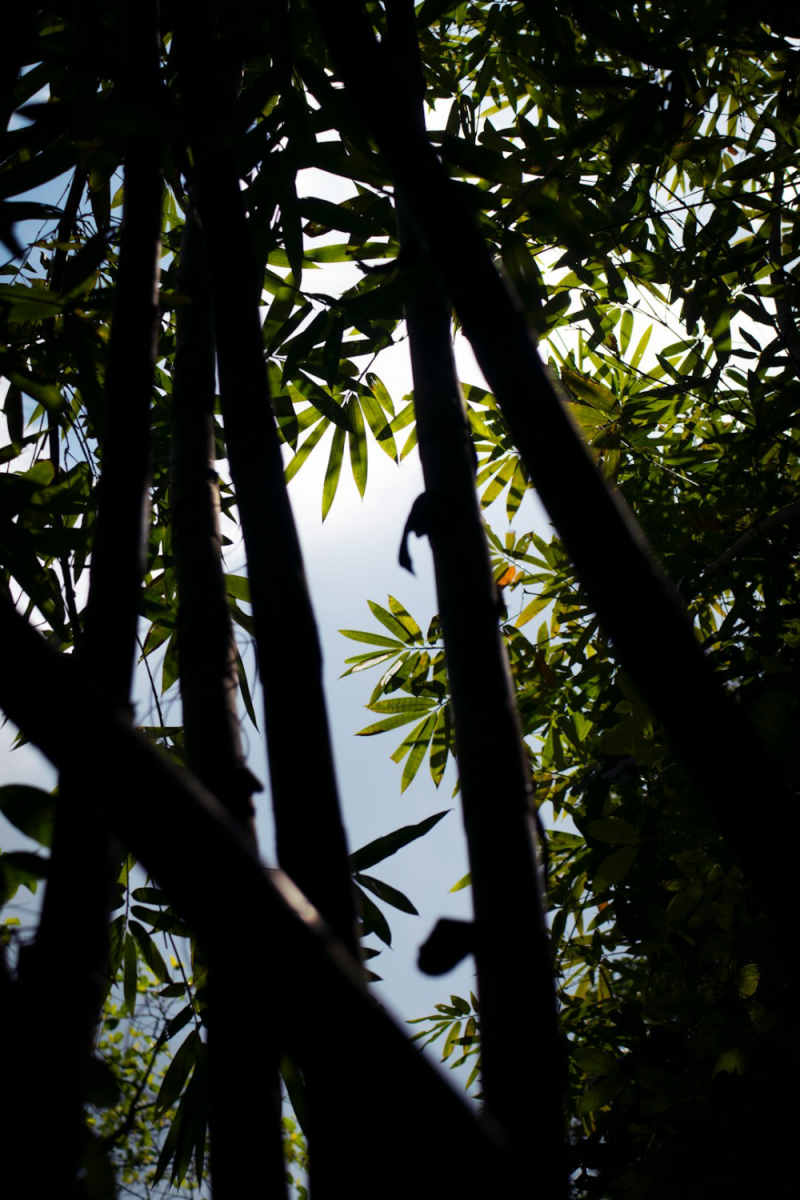 Wall Poster - Bamboo Forest in Thailand