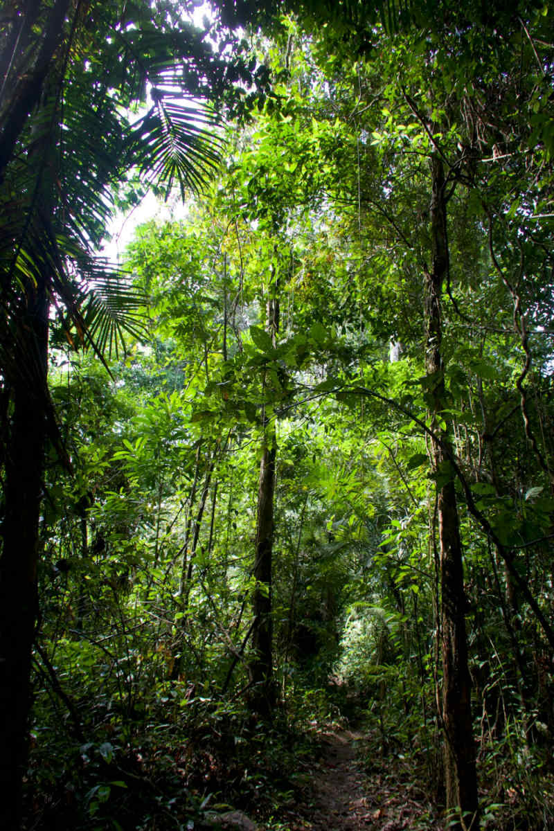 Wall Poster - Bamboo Forest in the Amazon Rainforest
