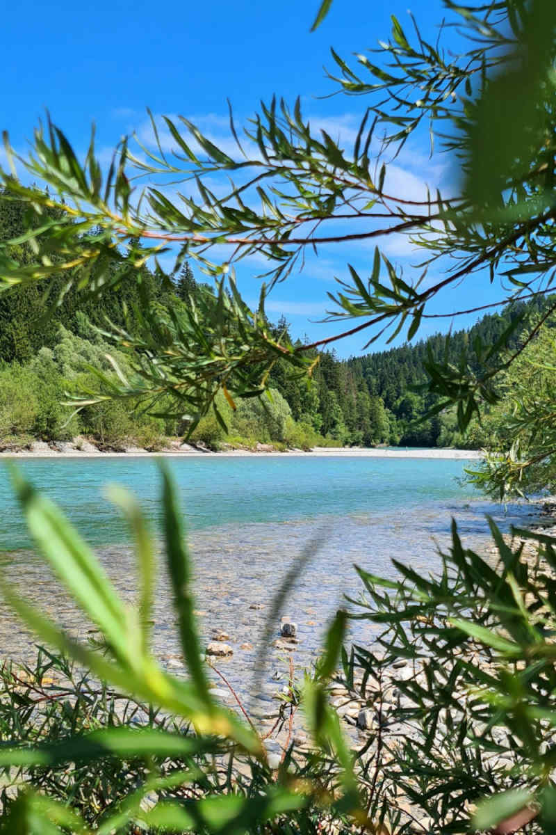 Wall Poster - Bamboo Forest in the Austrian Alps