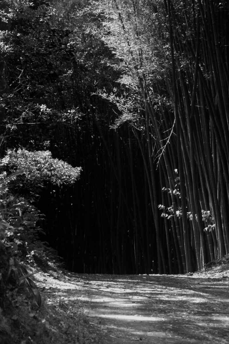 Wall Poster - Bamboo Forest in the Azores