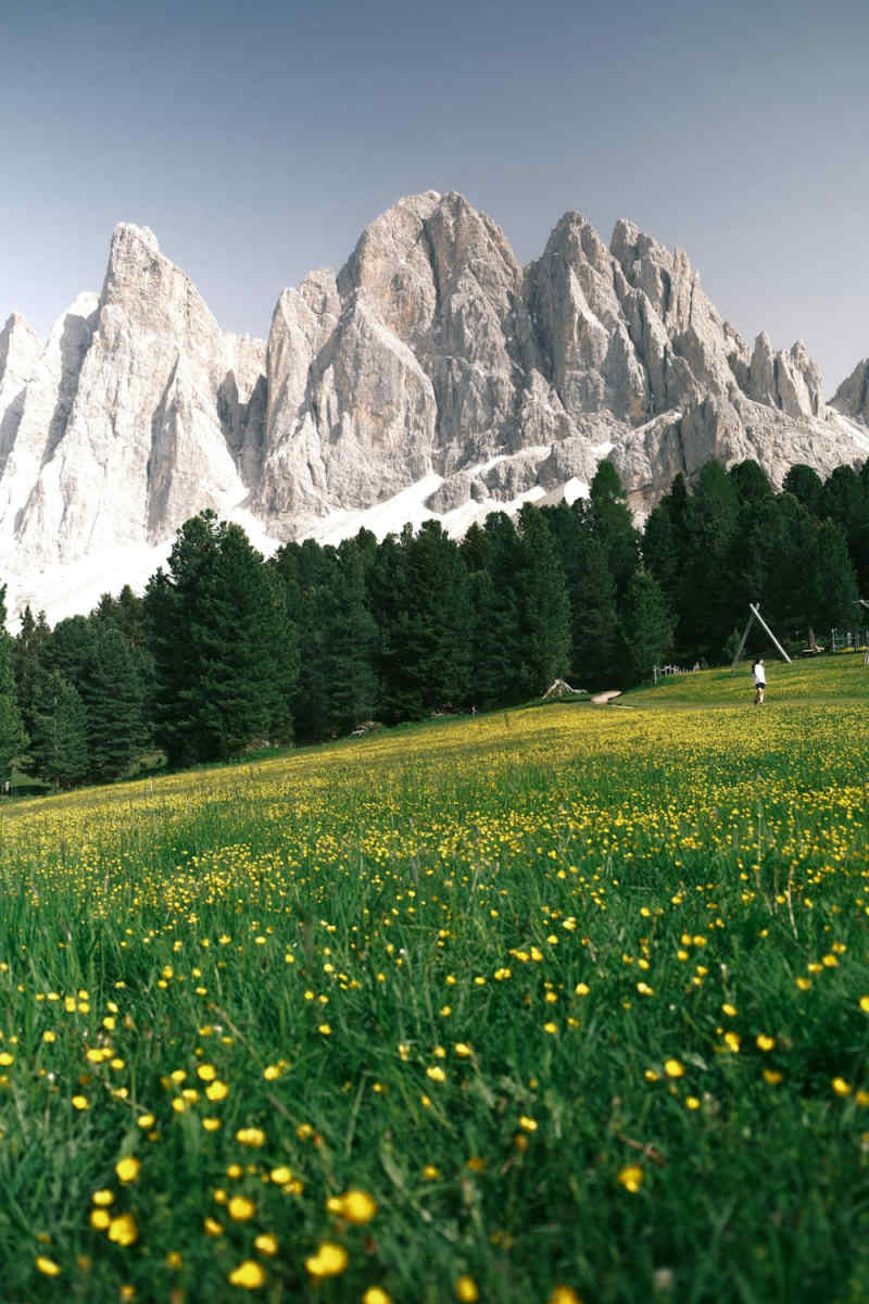 Wall Poster - Bamboo Forest in the Dolomites