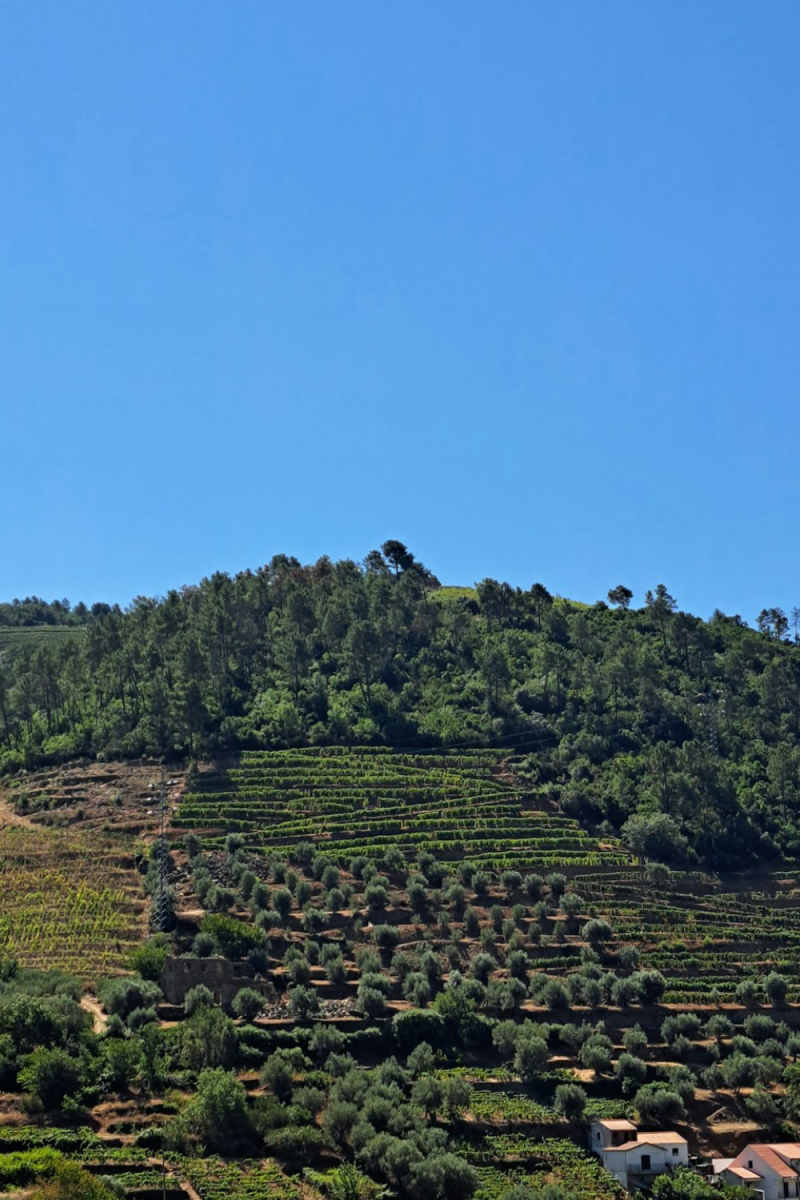 Wall Poster - Bamboo Forest in the Douro Valley