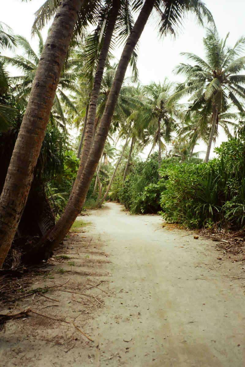 Wall Poster - Bamboo Forest in the Maldives