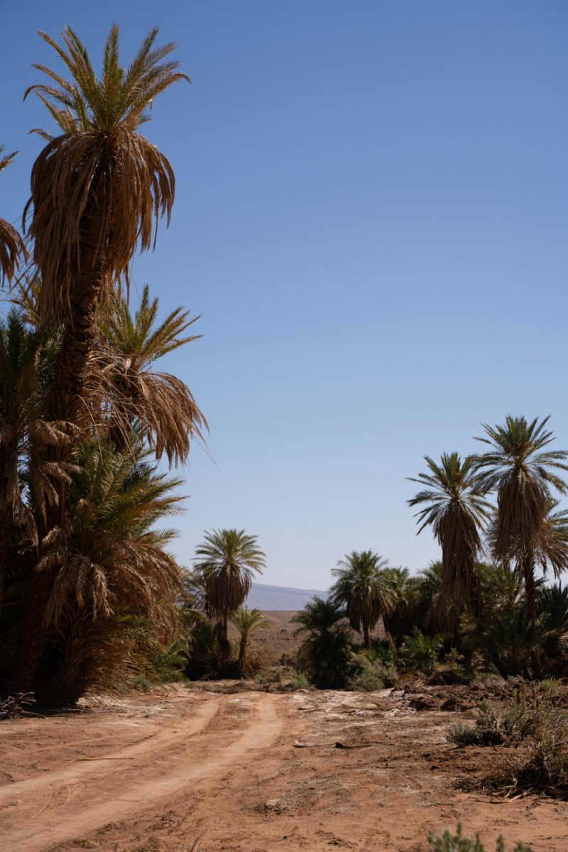 Wall Poster - Bamboo Forest in the Sahara