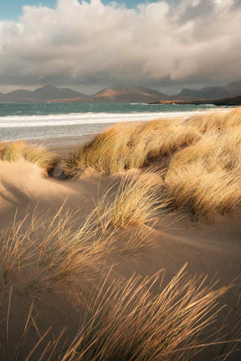 Wall Poster - Bamboo Forest in the Scottish Coast