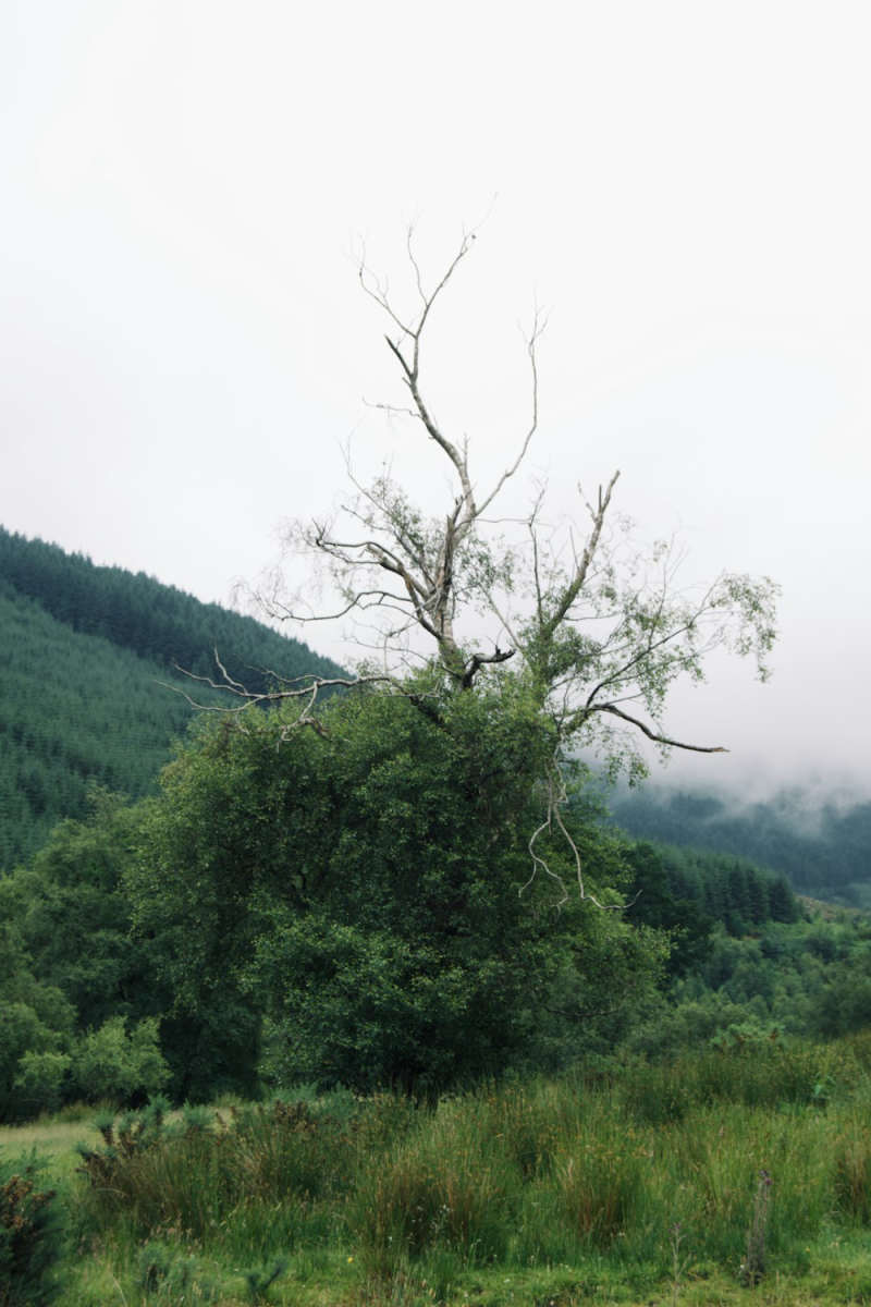 Wall Poster - Bamboo Forest in the Scottish Highlands