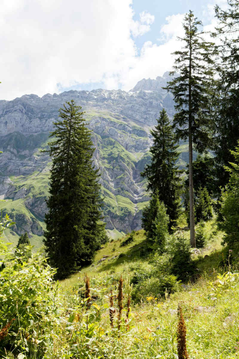 Wall Poster - Bamboo Forest in the Swiss Alps