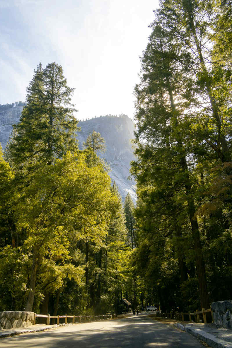Wall Poster - Bamboo Forest in Yosemite