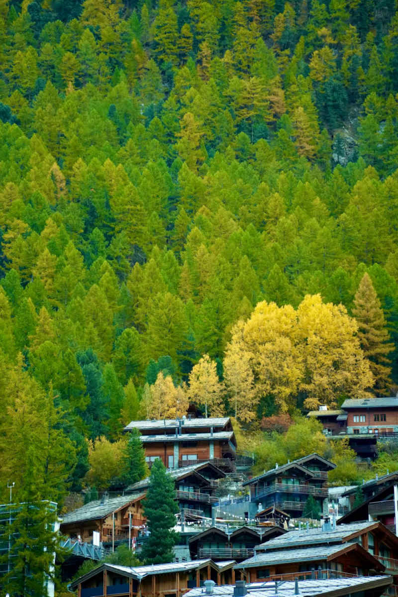 Wall Poster - Bamboo Forest in Zermatt