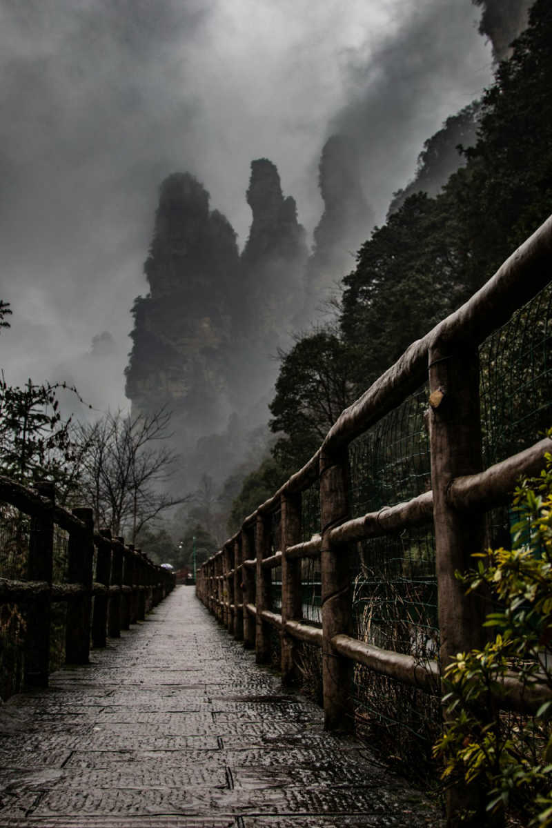 Wall Poster - Bamboo Forest in Zhangjiajie