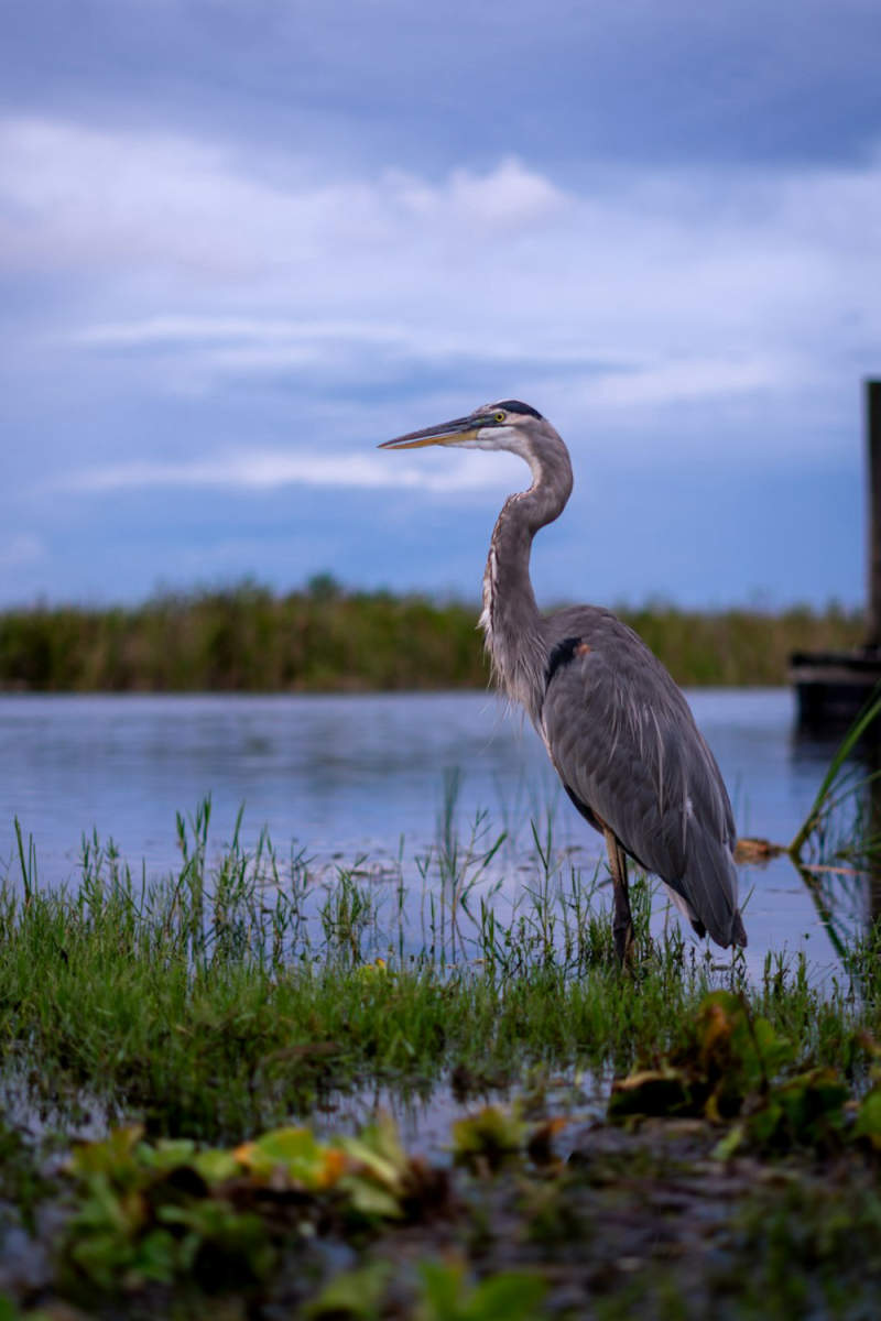 Wall Poster - Barn in the Everglades