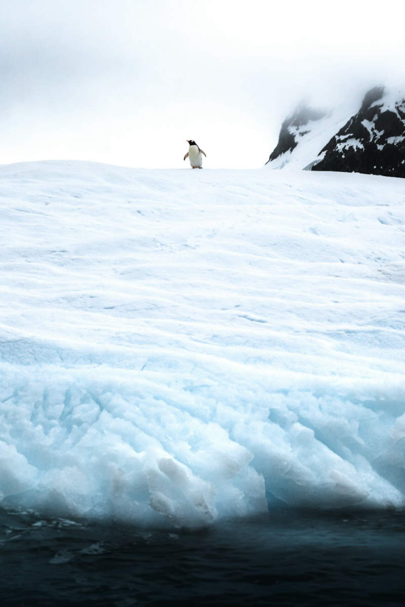 Wall Poster - Beach in Antarctica