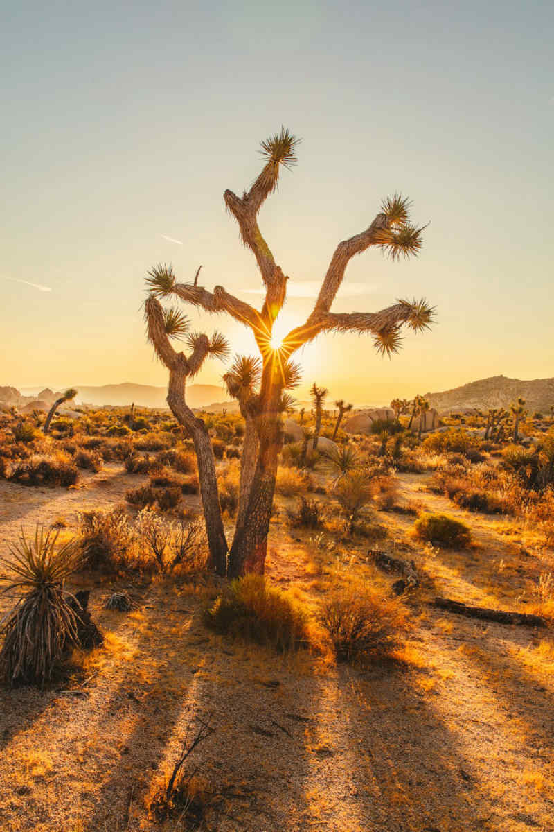 Wall Poster - Beach in Joshua Tree