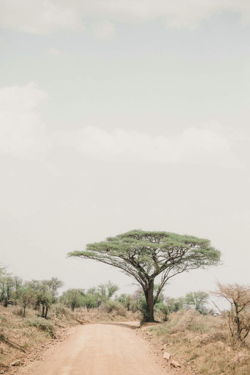 Wall Poster - Beach in the Serengeti